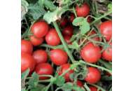 Шкипер F1 - томат детерминантный, Lark Seeds, США фото, цена